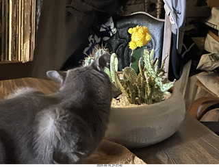my cat Jane and my new-plants cactus planter