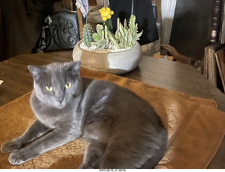 my cat Jane on my Linn turntable