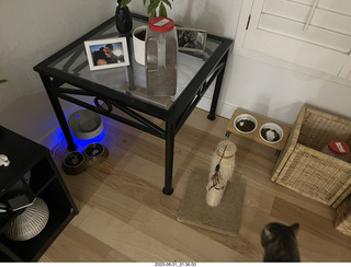 cat Pickle + empty foodbowls