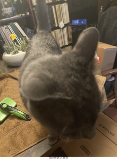 my cat Jane in my hifi room