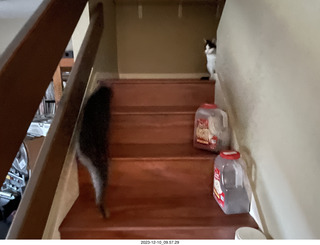 my new cat Scruffles and Devin