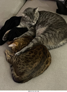 full foodbowls - cats Pickle and Potato