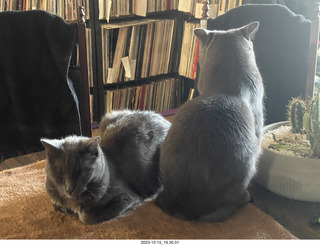 full foodbowls - cats Pickle and Potato