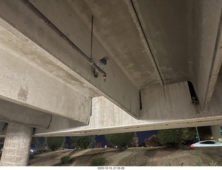 Scottsdale Arts parking - pigeon