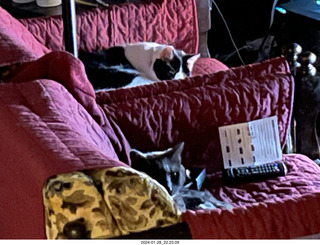 my cats Scruffles and Devin