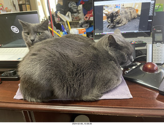 cats Potato and Pickle