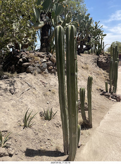 116 a24. Teotihuacan cactus