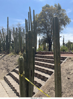 117 a24. Teotihuacan cacti