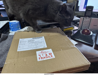 my cat Devin and incoming eBay record