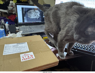 my cat Devin and incoming eBay record