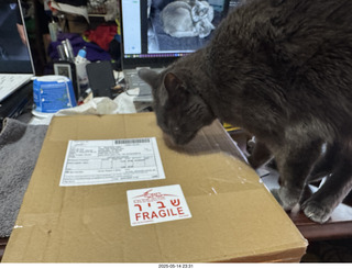 my cats Devin and Jane