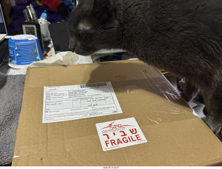 my cat Devin and incoming eBay record