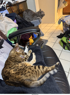 guest cats Potato and Pickle