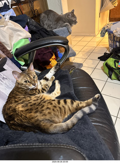 guest cats Potato and Pickle