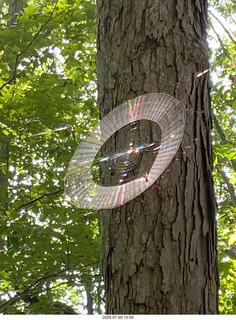 Gail's spider web picture