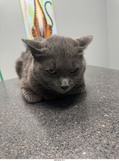 Kierland Animal Clinic - Krista Gibson - open house