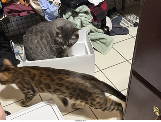 Potato in a box with Pickle