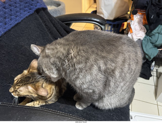 cats Potato and Pickle