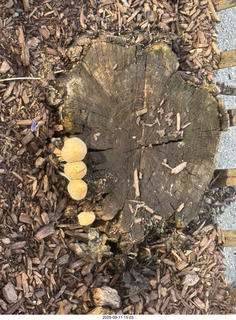 Midtown Manhattan - mushrooms