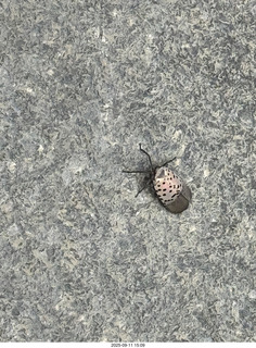 Midtown Manhattan - strange bug