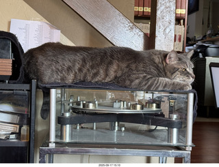 cat Potato atop my Transcriptor turntable