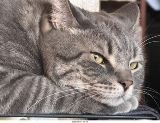 cat Potato atop my Transcriptor turntable