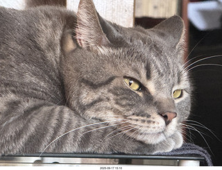 cat Potato atop my Transcriptor turntable
