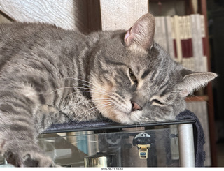 cat Potato atop my Transcriptor turntable