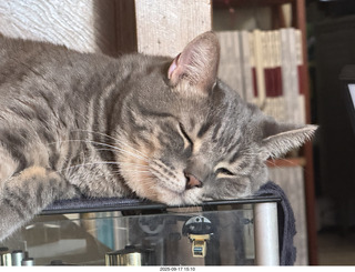 cat Potato atop my Transcriptor turntable
