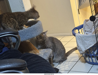 cats Potato and Pickle