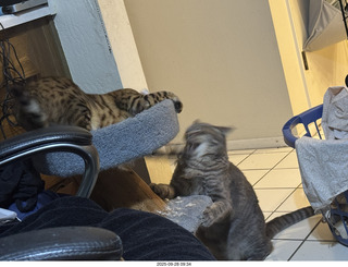 Mesa Arts - America guitar pick