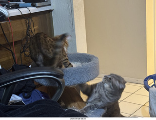 cats Potato and Pickle