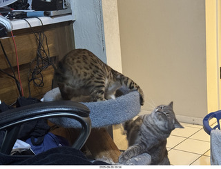 cats Potato and Pickle