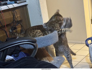 cats Potato and Pickle