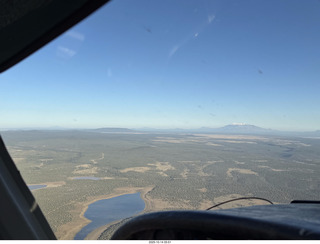 cats Potato and Pickle