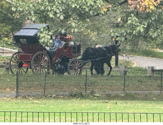 New York City - Central Park - horse carriage