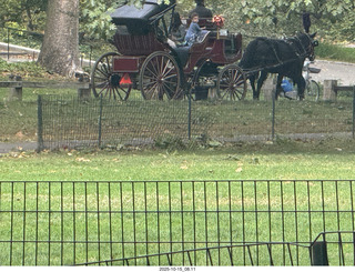 New York City - Central Park - horse carriage