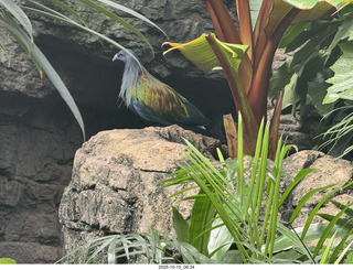 New York City - Central Park Zoo - bird