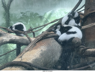 New York City - Central Park  - musician