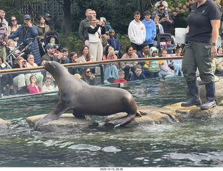 New York City - Central Park Zoo - sea lion