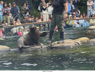 New York City - Central Park Zoo - sea lion