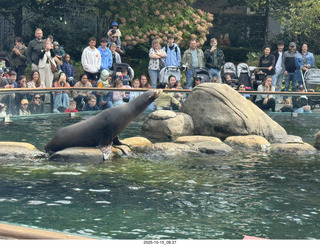 New York City - Central Park Zoo - sea lion