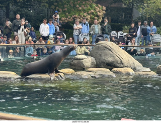 New York City - Central Park Zoo - sea lion