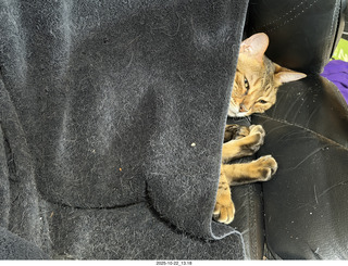 Pickle under a towel