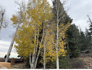 142 a2n. Bryce Canyon National Park tree turning fall color
