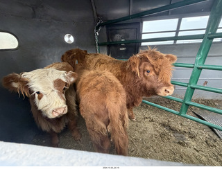 190 a2n. TF Bryce Canyon National Park trailer cows