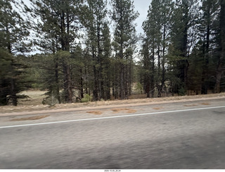 266 a2n. TF - Bryce Canyon National Park - trees on the road
