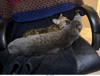 cats Pickle and Potato