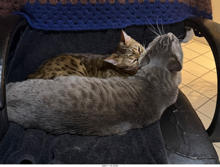 cat Pickle on my shoulder