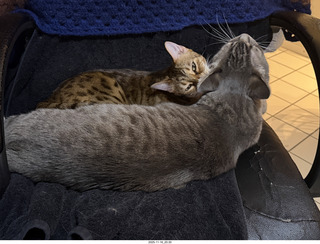 cats Pickle and Potato